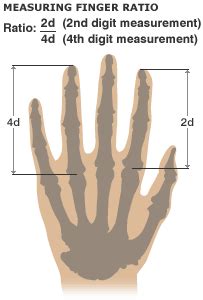 digit index ratio|The Neuroscience of Finger Length Ratio and Athletic Prowess.